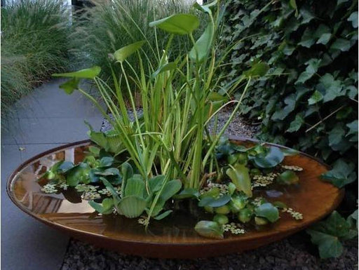 adezz waterschaal corten