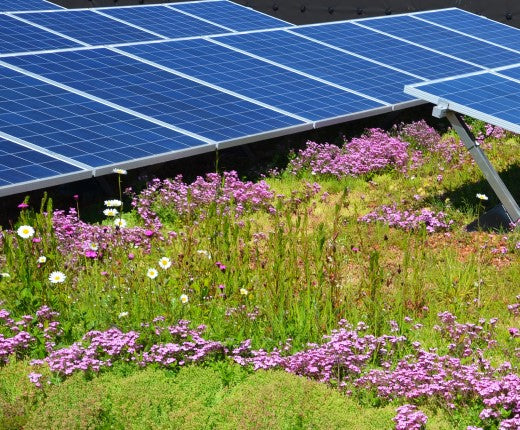 Biodiverseits-dak met zonnepanelen