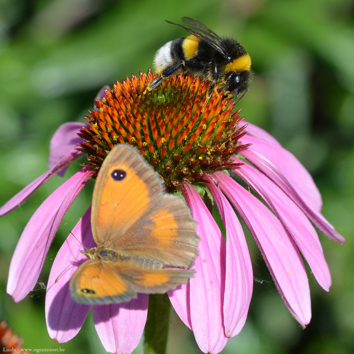bijen- en vlinder op echinacea 